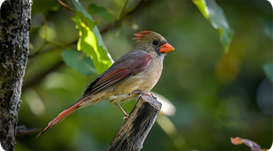 鸟类多模态认知